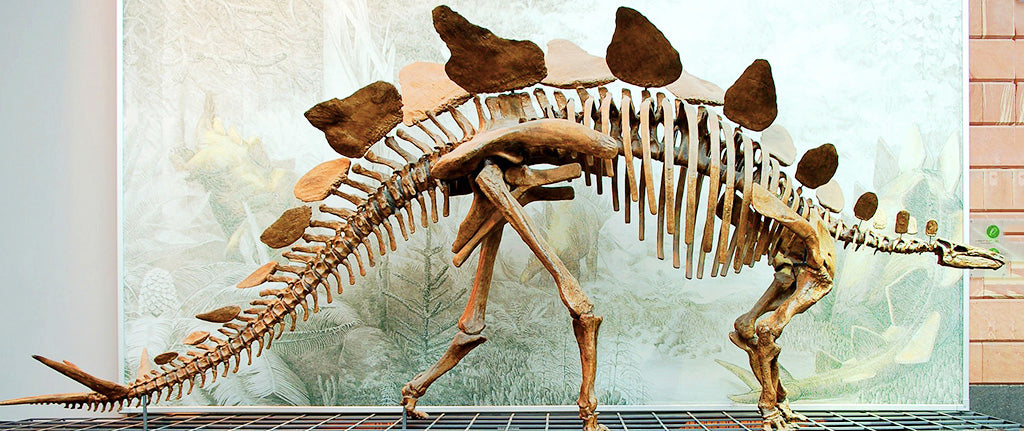 Stégosaure squelette 