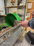 feeding time at maria's animal shelter