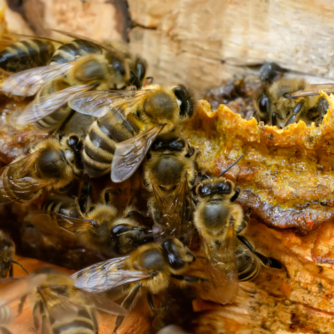 Propolis and bees on a frame in a beehive