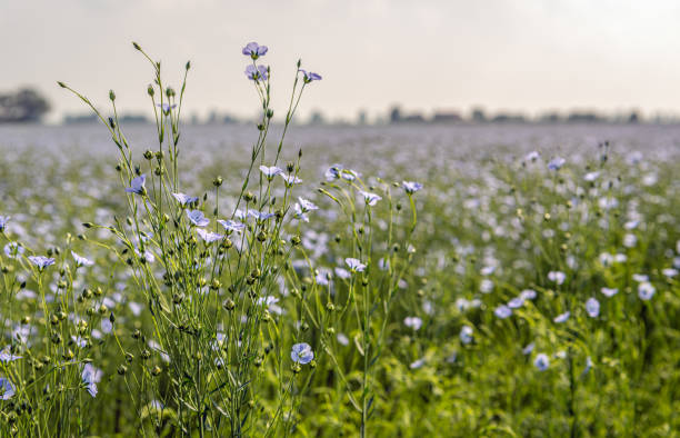 flax seed flowers, where linen is coming from. Organic linen clothing for the whole family, the most breathable clothing and the best for hot weather