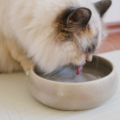 Katze trink aus Wassernapf