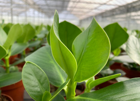 Clusia rosea Princess in the greenhouses of VDE plant