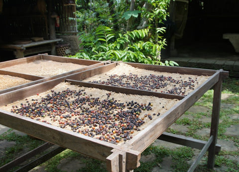 Zaden van de Coffea Arabica worden gedroogd