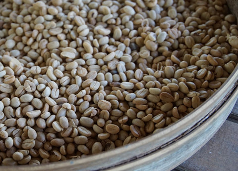 Seeds of the Coffea Arabica