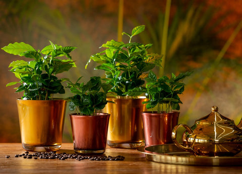 Zimmerpflanze Coffea Arabica