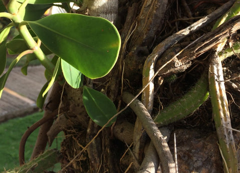 Eine Clusia kann auch als Epiphyt leben