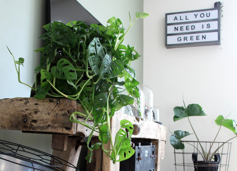Living with greenery is healthy