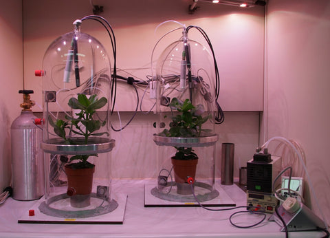 Research into air-purifying plants