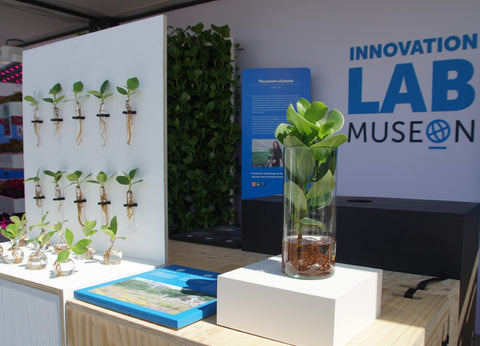 Showing air-purifying plants at the Volvo Ocean Race