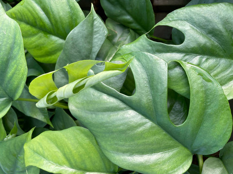 Planten vers van de kwekerij