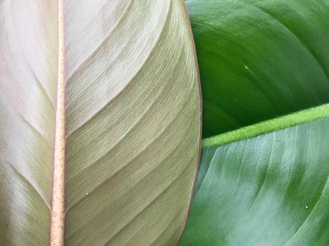 Plants fresh from the nursery