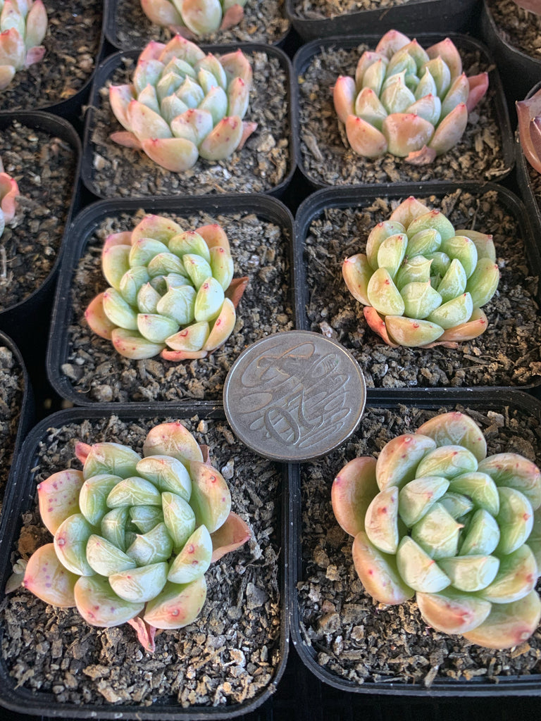 公式ショップ 美群 エレガンスx Echeveria 'Champagne' econet.bi