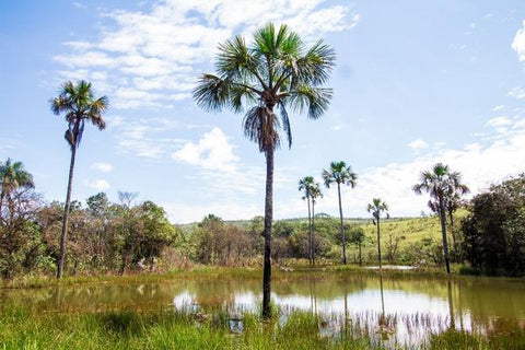 Mauritia trees growing  in lake
