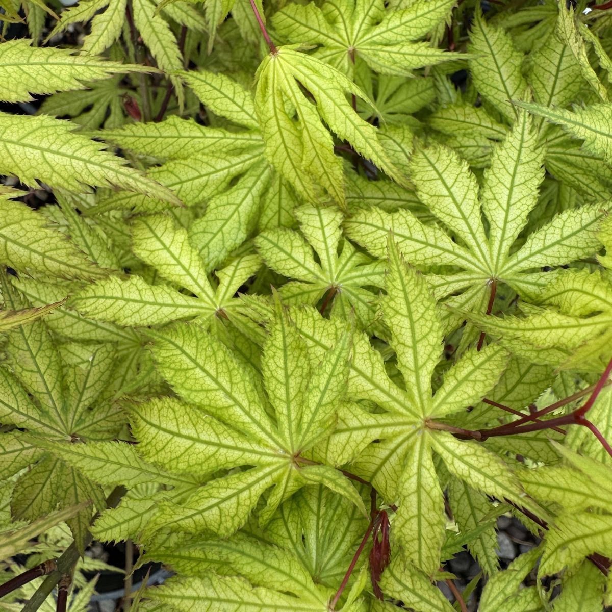 Acer palmatum 'Aka shigitatsu sawa' (CG)