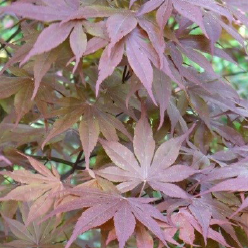 Acer palmatum 'Moonfire'