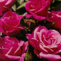 Rosa min. 'Raspberry Punch' PP12050 (pink)