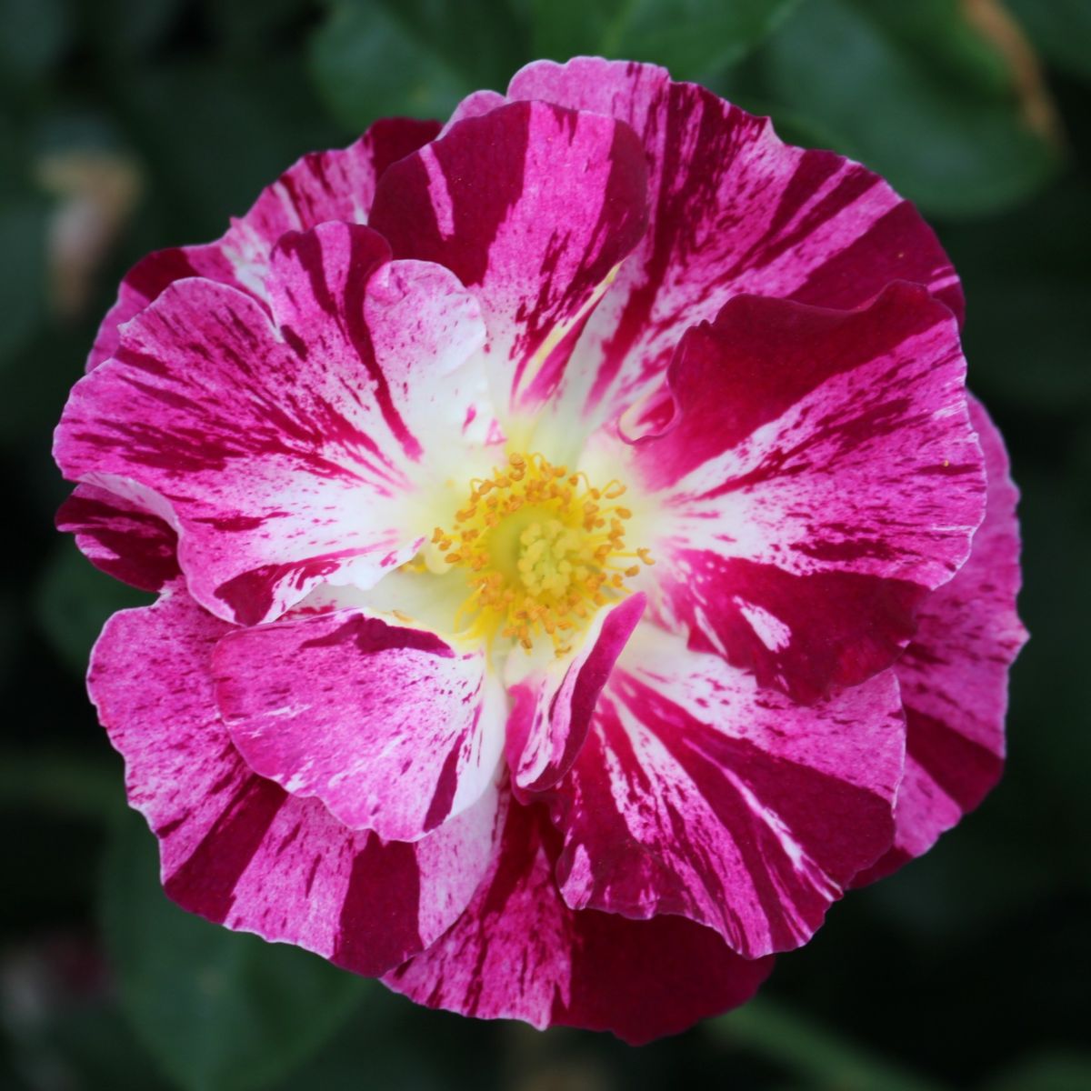 Rosa climb. 'Purple Splash' ™PPAF (purple/white)