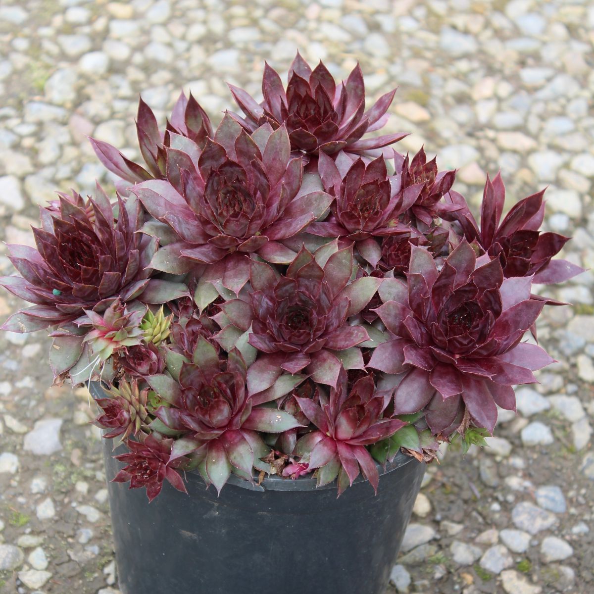 Sempervivum 'Red Beauty'