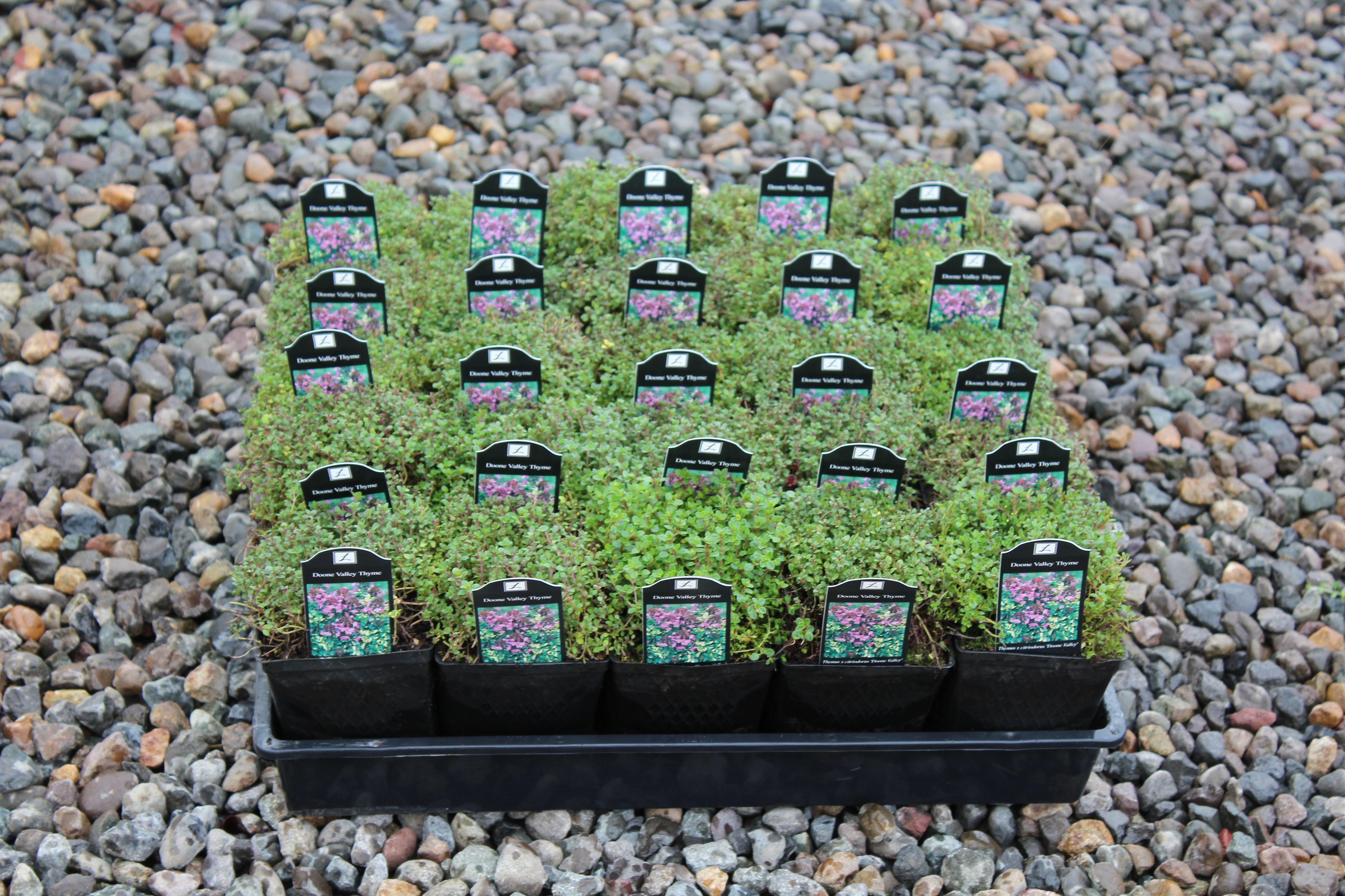 Groundcover, Thymus x citriodorus 'Doone Valley- 25 per flat