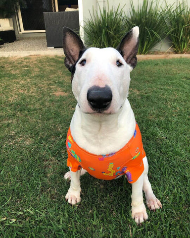 A Bull Terrier wearing Vibrant Hounds Lil Prick dog shirt