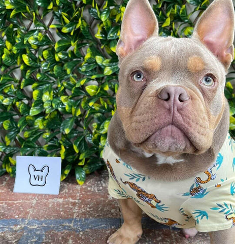 An American Bully wearing Vibrant Hounds Wild Child shirt for dogs.