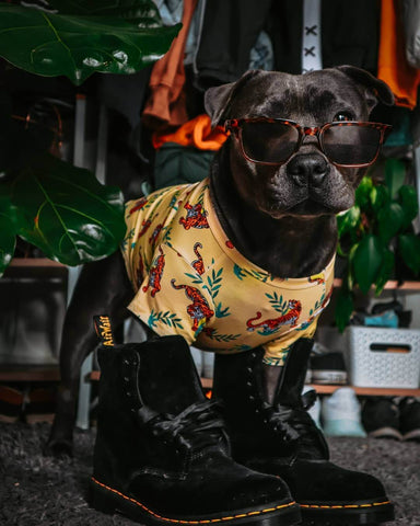 A staffy wearing Vibrant Hound's Wild Child shirt for dogs.