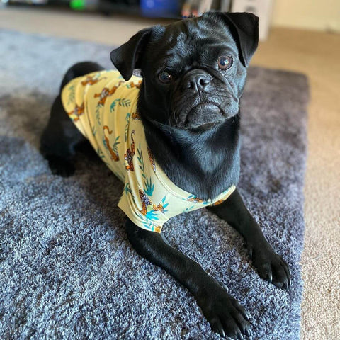 Morti the pug wearing a Vibrant Hound dog shirt