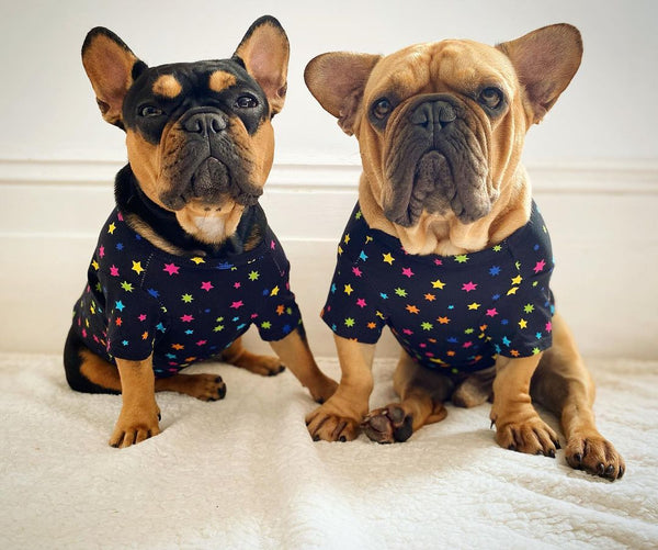 Two French Bulldogs wearing classic tees.