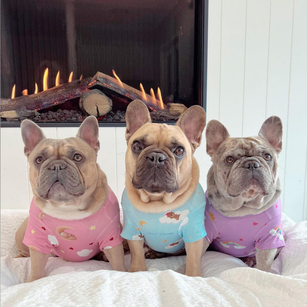 Three French Bulldogs wearing blue and pink pajamas.