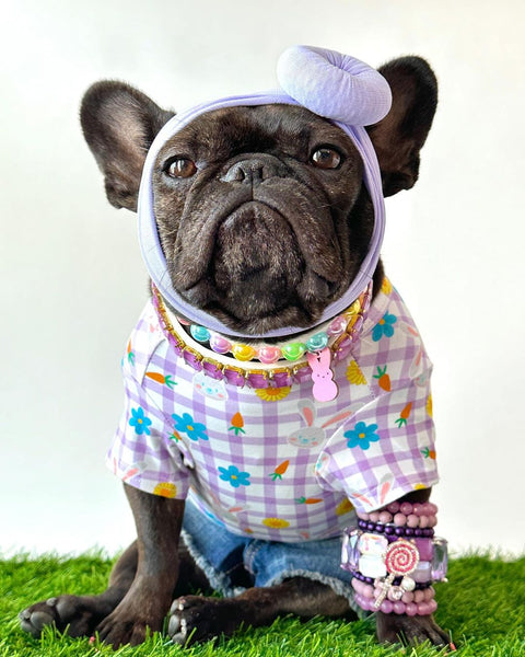 A French Bulldog wearing an Easter themed dog shirt. It is purple with Rabbits printed on it.