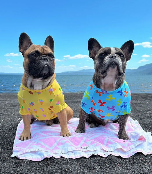 Two French Bulldogs wearing Vibrant Hound cooling shirts. One is yellow with ice-creams printed on it and the other is blue with balloon dogs.