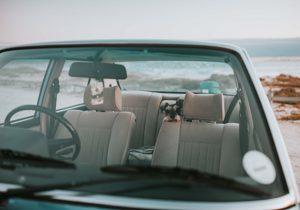 A black and white dog travelling in the back of a car.