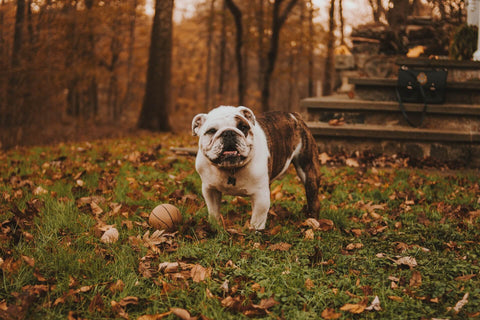 An Englidh Bulldog walking through the grass