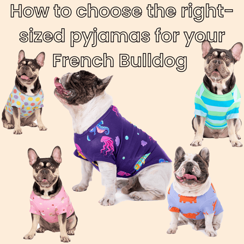 French Bulldog pyjamas: how to choose