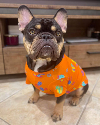 Milo the French Bulldog weraring Vibrangt Hounds Lil Prick dog shirt
