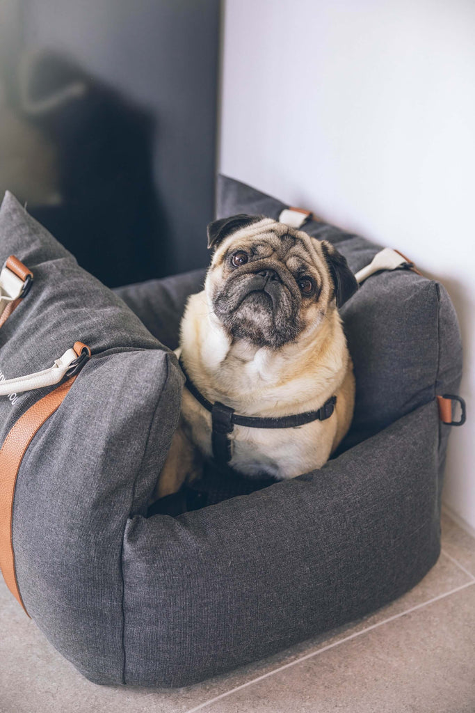 A pug sitting in a car seat.