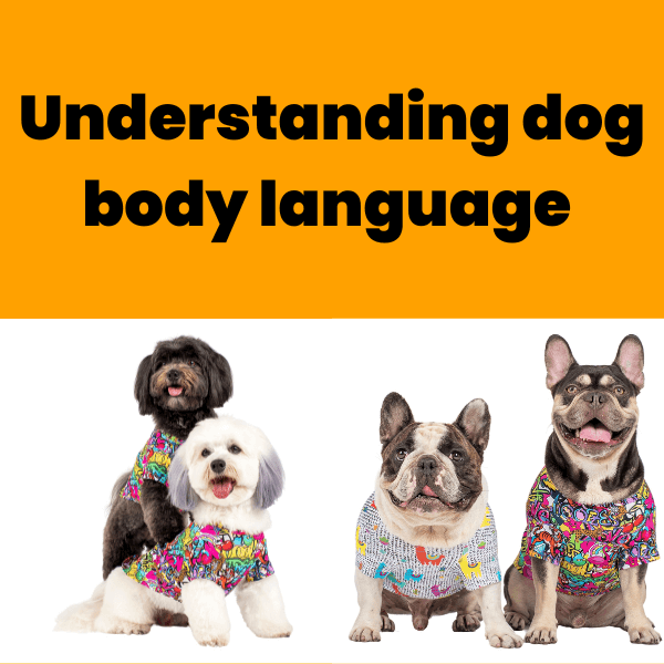Understanding dog body language