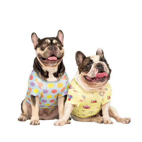 Chester and Fergus the French Bulldogs wearing Vibrant Hound dog-clothing