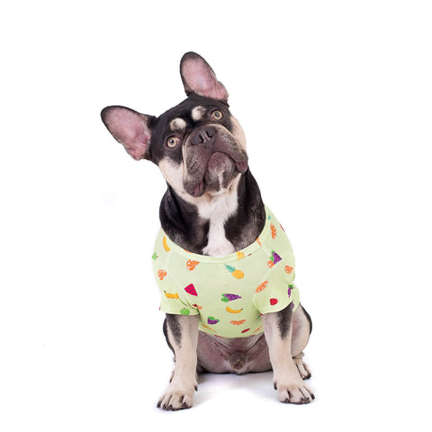 French bulldog wearing a dog shirt.