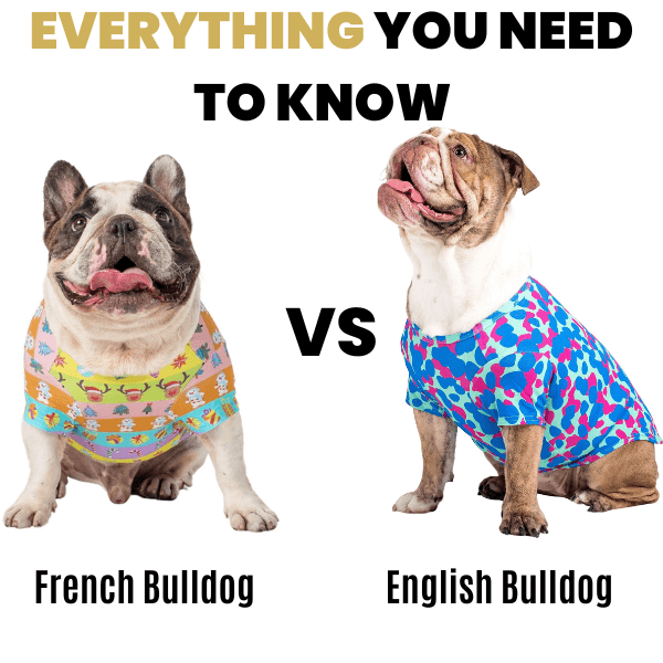 A French Bulldog and an English Bulldog wearing Vibrant Hound shirts for dogs.