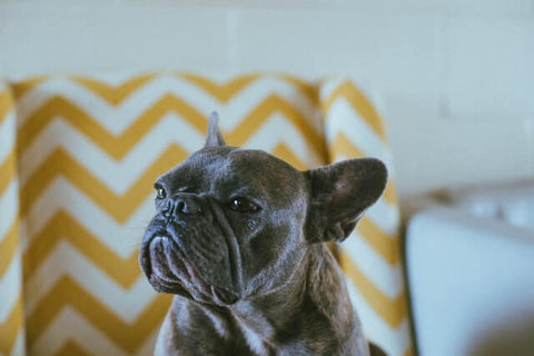 Frenchbull dog sitting on the couch