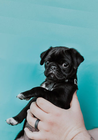 Vibrant Hound dog shirt pug being held with one hand against a blue wall.