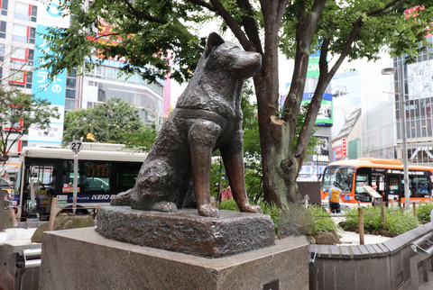 HACHIKO