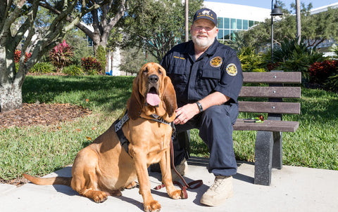 bloodhounds