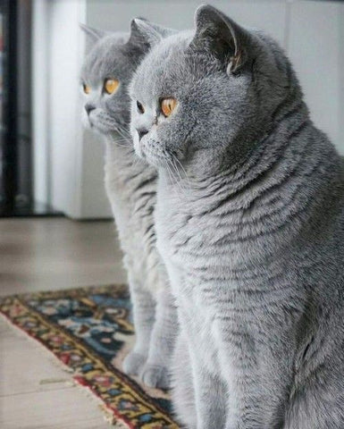 British Shorthair Cats