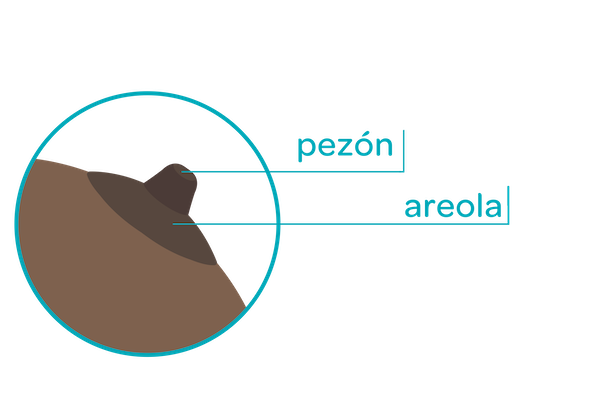 pezón y areola