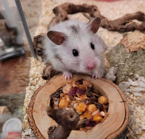 a hamster is having his meal