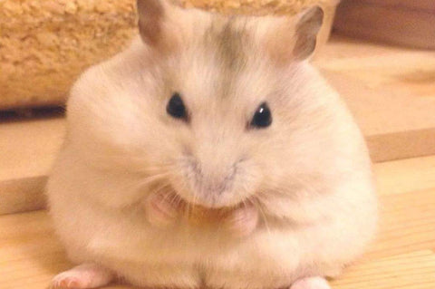 fat hamster need to lose weight