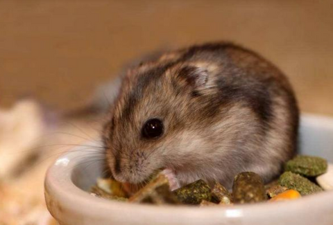 hamster is eating snacks