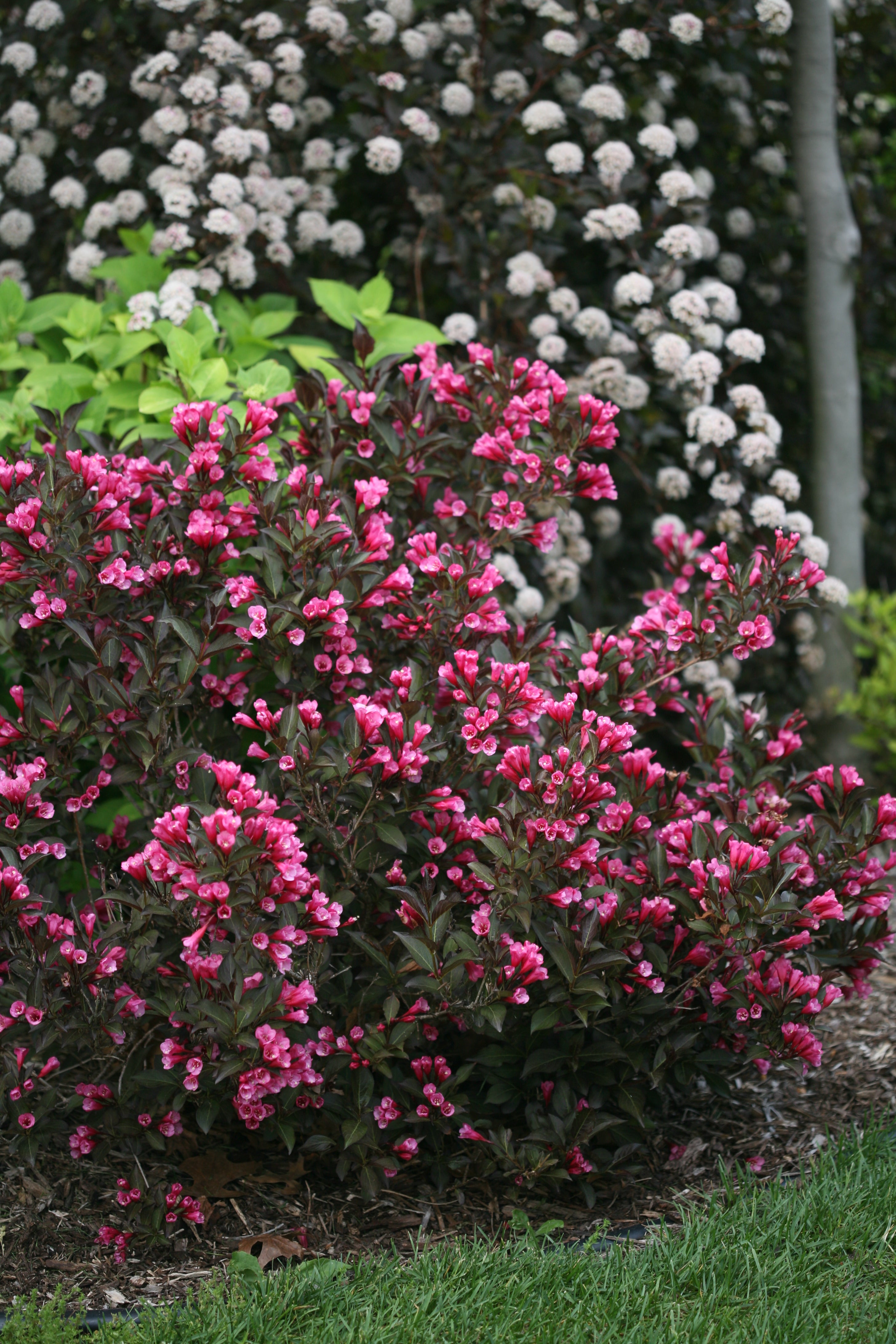 Wiegela "Wine and Roses" 1 Gallon Shrub Perennial